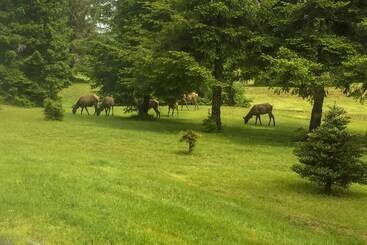 קוטג'' Serene South Bend Family Escape; Dogs Welcome