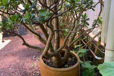 ペンション Genesta House