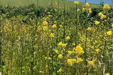 茅舍 Rame  2 Bedroom Safari Cabin Tent