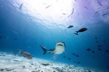 هتل Tiger Shark Residence