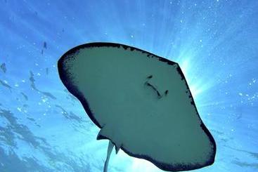 Bohio Dive Resort