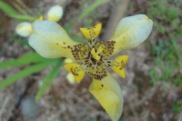 호텔 Cabinas Los Almendros