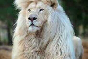 هاستل White Lion
