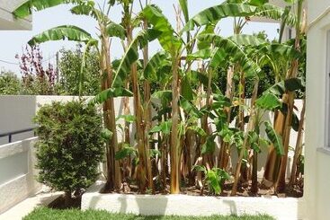 Michalis Studios & Apartments