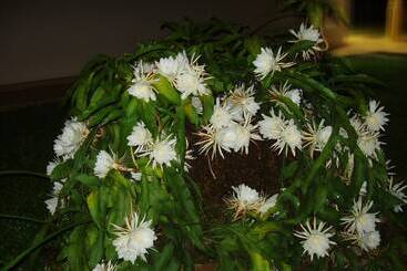 فندق The Hilltop Boosa