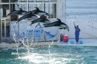 료칸 Shirasaginoyu Notokaisyu