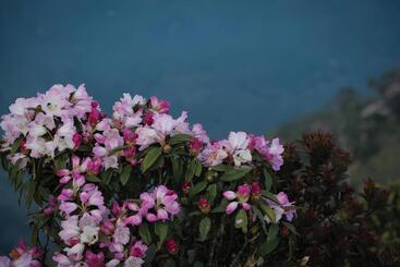 تختخواب و صبحانه Wind S House Ha Giang