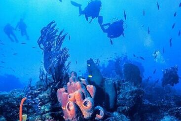 בית מלון כפרי Conch Club Cottage