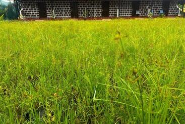 פנסיון Comfy Cottages In Saligao