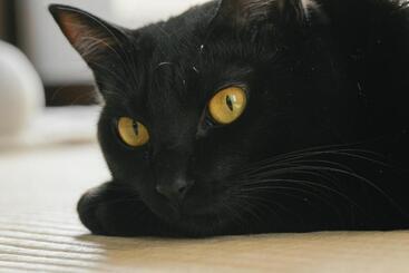 ريوكان Nekozaki