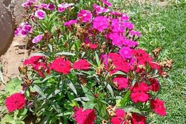 膳宿费 Ayra Home Stay