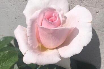 פנסיון In Campagna