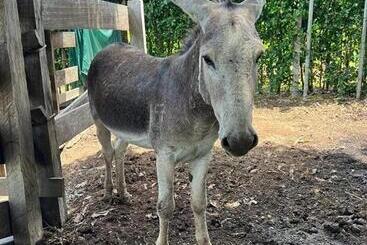 فندق El Rancho De Viejo