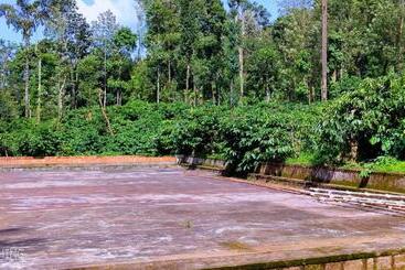 Coorg Divine Spark Home Stay