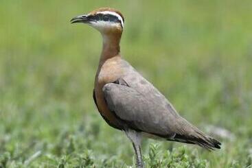 فندق Desert Safari Mehtab