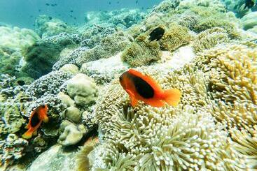 הוסטל Serene Resort Koh Lipe