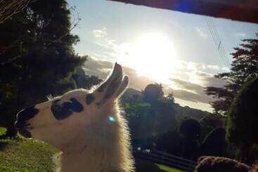 Отель E Parque Das Tuias