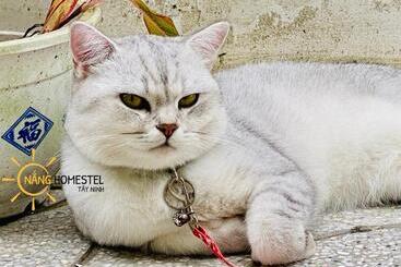 تختخواب و صبحانه Nắng Homestel Tây Ninh