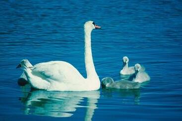 リゾートホテル Loikansaari Lomamökit Holiday Cottages