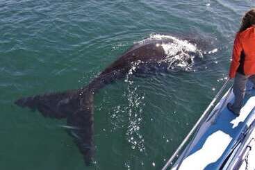 فندق Crayfish Lodge Sea & Country Guest House