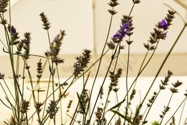 Villa Estera   Hotel & Restauracja