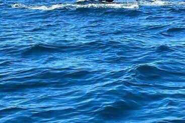 ホテル Whale Tours And Sport Fishing Vista Mag Bay