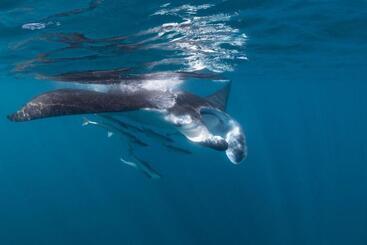 Peri Peri Divers B&b Morrungulo