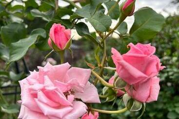 ペンション Premium Home With Garden View, Private Parking