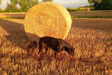 פנסיון Ca  Del Tajo