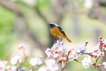 住宿加早餐  Backwoods Suites Shimla