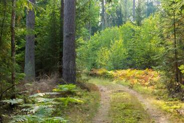 Пансион Sublime Forêt