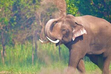 אתר נופש Camp Tigerlily   Dudhwa