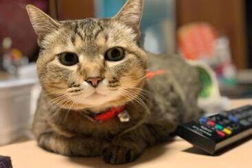 פנסיון Guest House Sakura