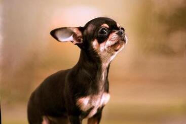 פנסיון Posada La Estela Barros