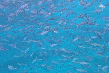 Пансион Or Mandira Guest House