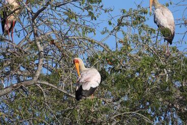 ホテル Sausage Tree Safari Camp