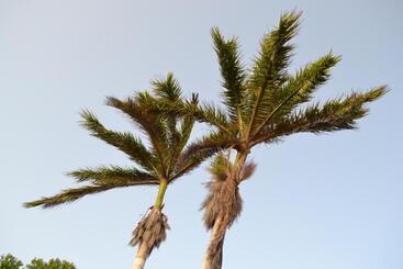 관광객 아파트 Palm Trees Apartments