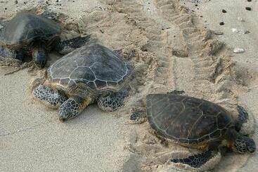 شقة Family Friendly   Direct Oceanfront Sanibel 303