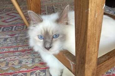 צימר Les Colonnes De Chanteloup