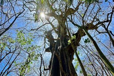 בית מלון כפרי Pacifica Surf Studios