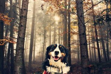 ホテル Domaine Summum