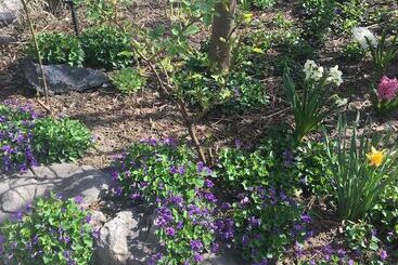 Отель Pring Guesthouse