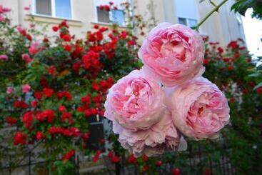 Отель Residenza Dutzu Boutique