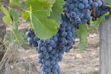 مبيت وإفطار Les Raisins Du Bonheur