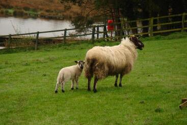 مبيت وإفطار Corrigans Shore House