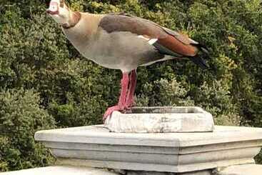 آپارتمانهای توریستها Livingstone Villa