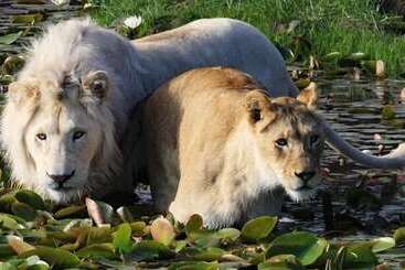 بيت ريفى Moon Shine On Whiskey Creek