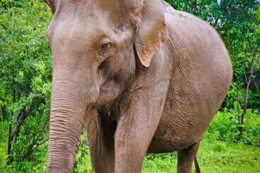 ホテル Nice View Bungalow