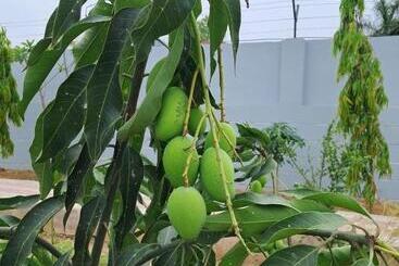 Aarul Farms