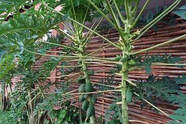 بنسيون Villas Casa Tomasa